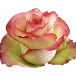 Paloma Rose Equateur Ethiflora